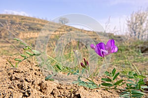 Vicia angustifolia