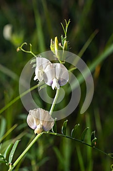 Vicia barbazitae Vicia laeta, Fabaceae. Wild plant shot in spring