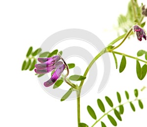 Vicia benghalensis