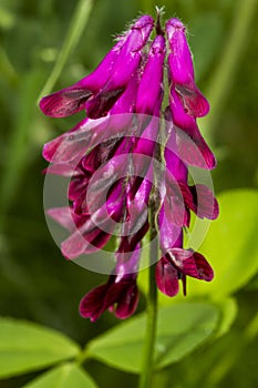 Vicia benghalensis flower