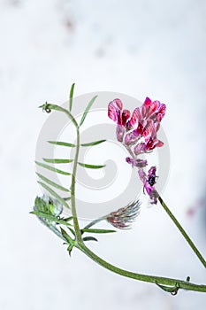 Vicia benghalensis purple vetch Wild flowers during spring