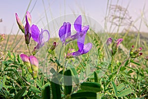 Vicia bungei