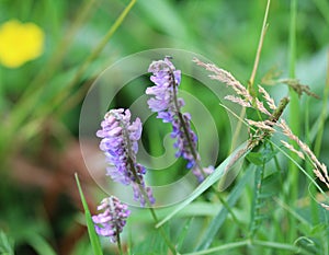 Vicia cracca