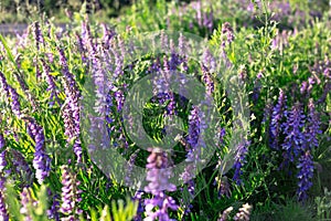 Vicia cracca - beautiful springtime field flowers