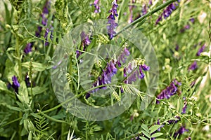 Vicia cracca in bloom