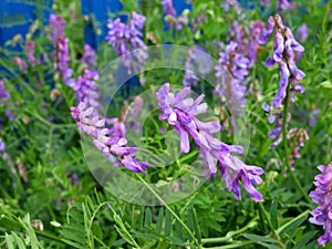 Vicia cracca - climbing wild plant