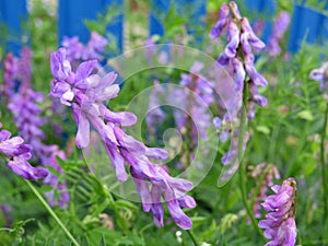 Vicia cracca - climbing wild plant