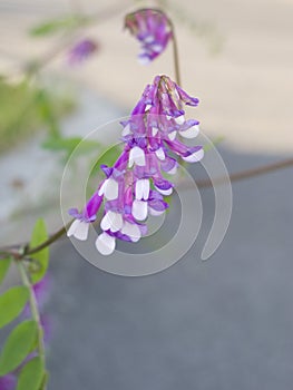 Vicia cracca close up