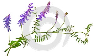 Vicia cracca flower