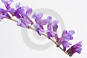 Vicia cracca flower on white background, close-up