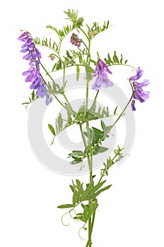 Vicia cracca flowers