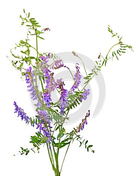 Vicia cracca flowers