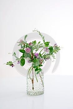 Vicia cracca flowers in a glass vase stand on a white table