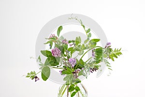 Vicia cracca flowers in a glass vase on a white background