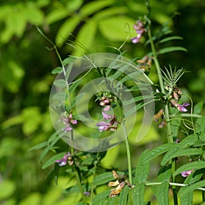 Vicia cracca flowers and leaves with green bug. Wild nature in the city