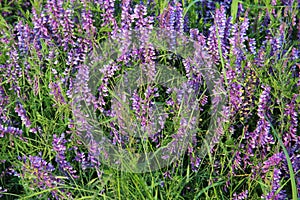 Vicia cracca flowers in summer field. Green background texture.