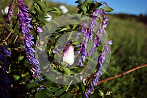 Vicia cracca tufted, cow, bird, blue or boreal vetch and wild roses white flower bud on the bush, green landscape background