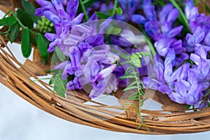 Vicia cracca or tufted vetch, bird or blue vetch and boreal vetch