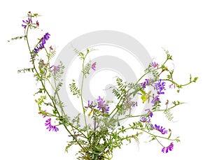 Vicia cracca tufted vetch, cow vetch, bird vetch, blue vetch, b