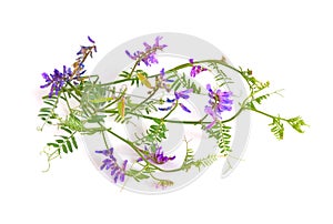 Vicia cracca tufted vetch, cow vetch, bird vetch, blue vetch, b