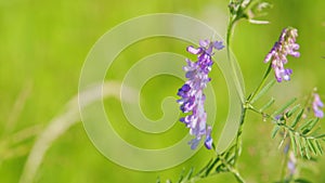 Vicia cracca. Vetch flowers close field wild pea. Occurs on other continents as an introduced species, including north