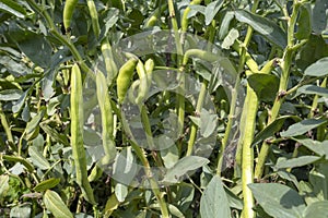 Vicia faba, also known as the broad bean, fava bean or tic bean