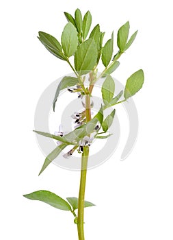 Vicia faba broad bean, fava bean, or faba bean, cover crop Horse bean. Flowers isolated