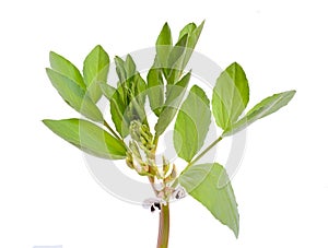 Vicia faba broad bean, fava bean, or faba bean, cover crop Horse bean. Flowers isolated