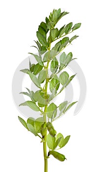 Vicia faba broad bean, fava bean, or faba bean, cover crop Horse bean. Flowers isolated