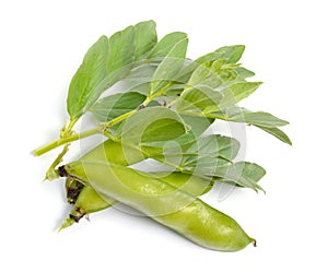 Vicia faba broad bean, fava bean, or faba bean, cover crop Horse bean. Flowers isolated photo