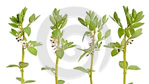 Vicia faba broad bean, fava bean, or faba bean, cover crop Horse bean. Flowers isolated photo