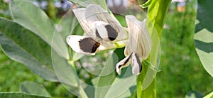 Vicia faba broad bean horse bean flowers