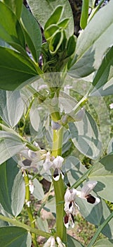 Vicia faba broad bean horse bean flowers and buds leaves