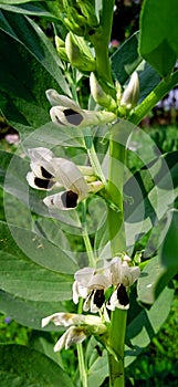 Vicia faba broad bean horse bean flowers and buds snap