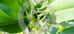 Vicia faba broad bean horse bean plant and leaves