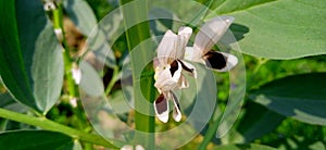 Vicia faba broad bean horse bean plant leaves and flowers