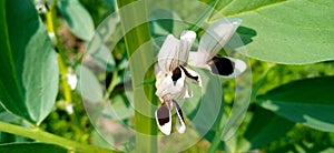 Vicia faba broad bean horse bean plant leaves and flowers stock