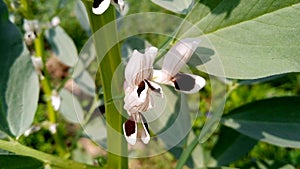 Vicia faba broad bean horse bean plant leaves flowers stock photo