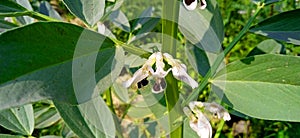 Vicia faba broad bean horse bean plant leaves and flowers stock photo