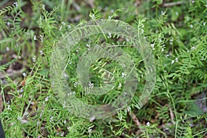 Vicia hirsuta Hairy tare