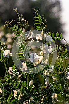 Vicia lutea - smooth yellow vetch. Spring wildflowers on a sunny day in the meadow