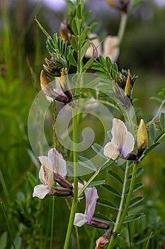 Vicia lutea - smooth yellow vetch. Spring wildflowers on a sunny day in the meadow