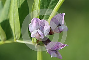 Vicia sepium (bush vetch) photo
