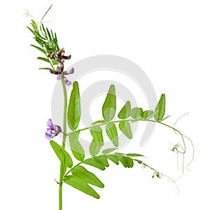 Vicia sepium flower