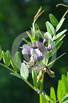 Vicia sepium grows in nature