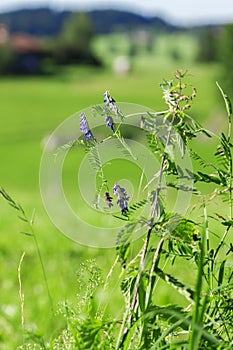 Vicia sepium_Zaunwicke_vertical on a meadow
