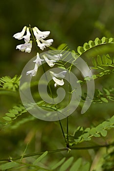 Vicia sylvatica