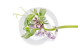 Vicia or vetches