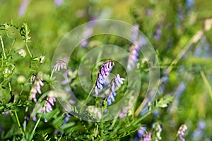 Vicia villosa, hairy vetch violet flowers closeup selective focus