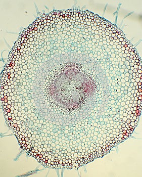 Vicina Faba Root C.S